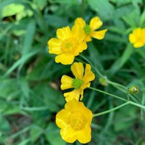 Meet your Posher, Ann